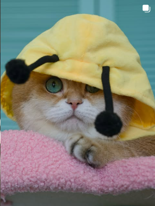 Hosico in a yellow bee hat