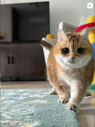Hosico walking